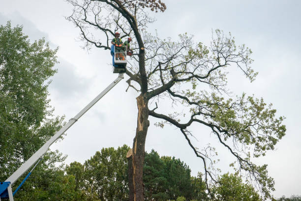 Best Hedge Trimming  in Belle Mead, NJ